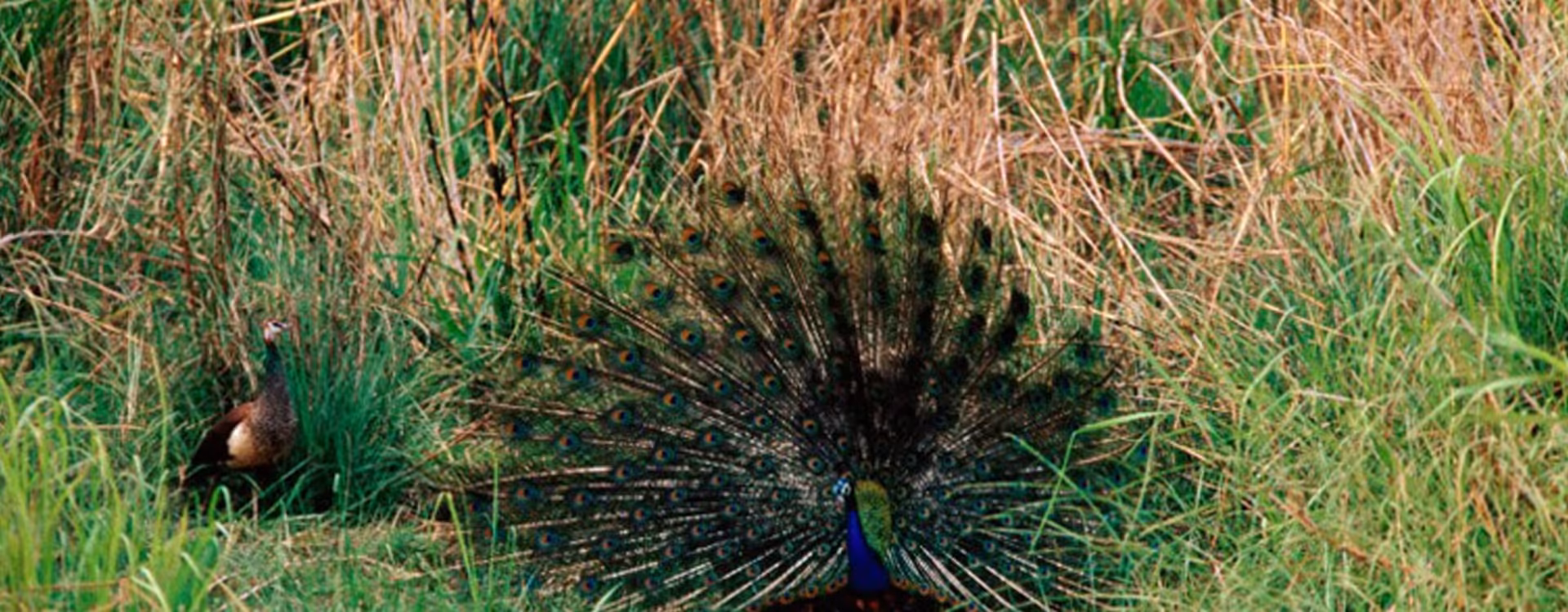 Bardia National Park Jungle Safari