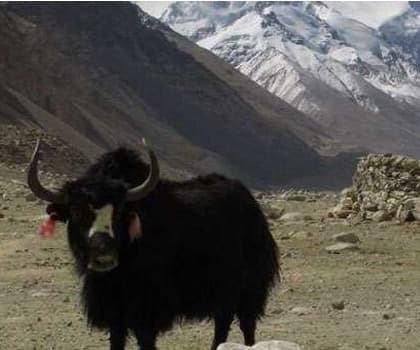 Lhasa Everest Base Camp Tour